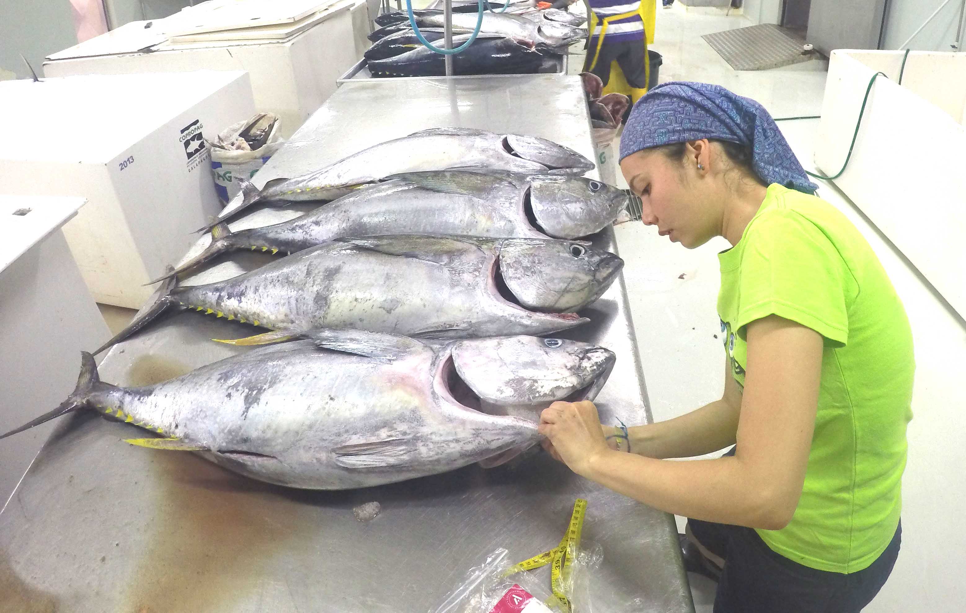 Investigadora midiendo atunes en laboratorio de Galápagos