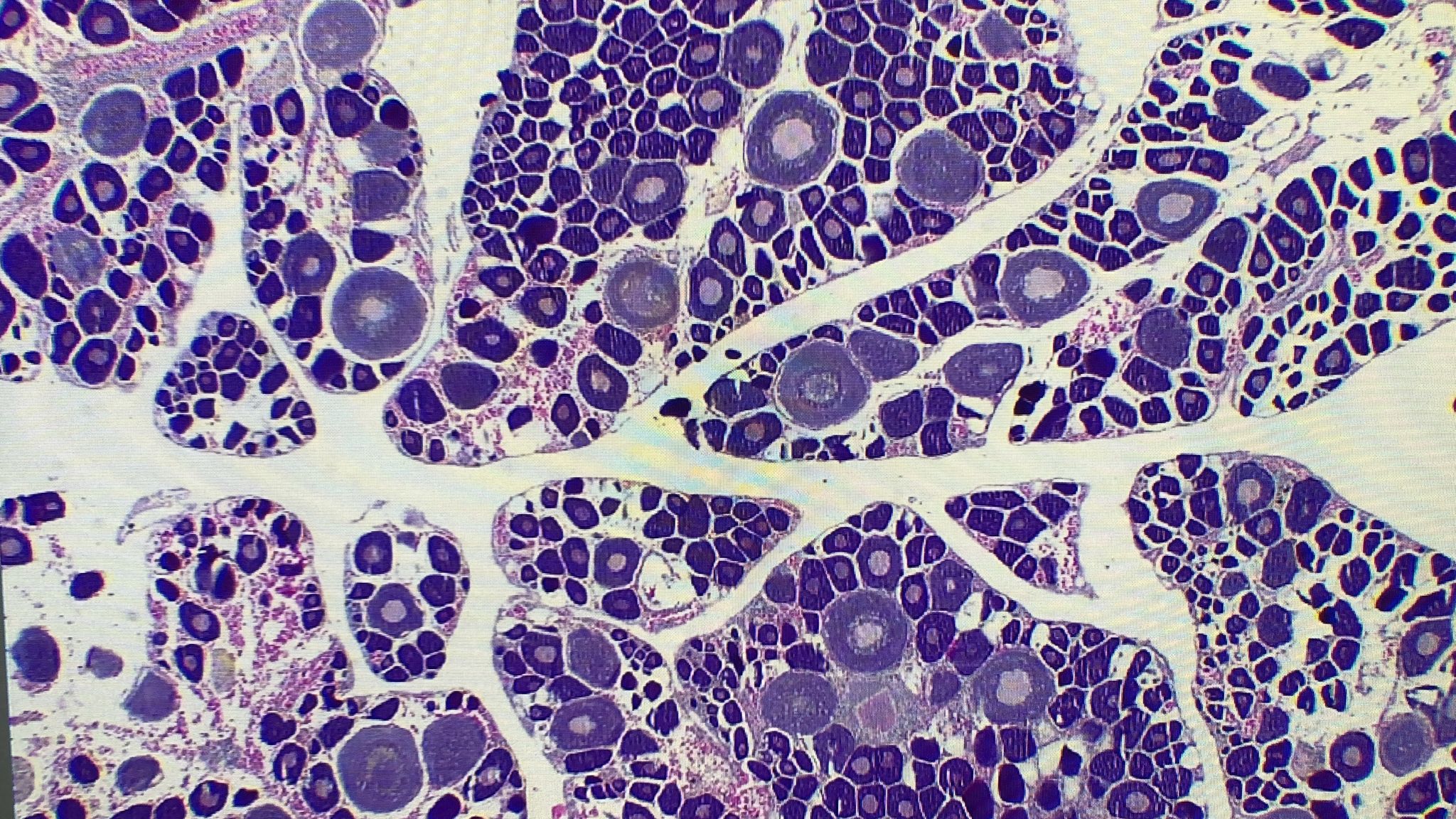 Microbioquímica